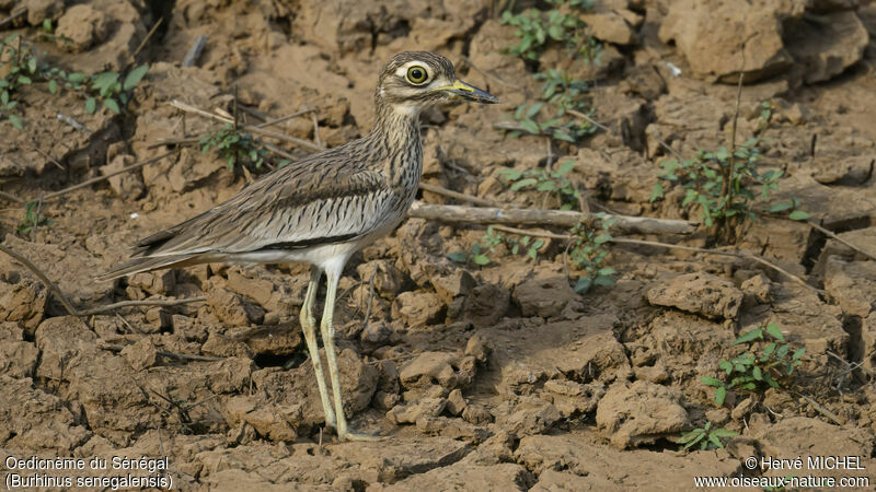 Senegal Thick-knee