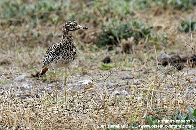 Spotted Thick-knee male adult