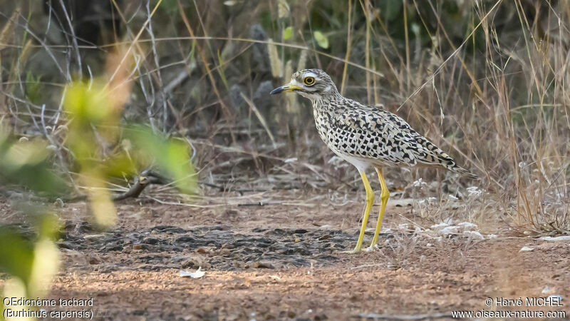 Spotted Thick-knee