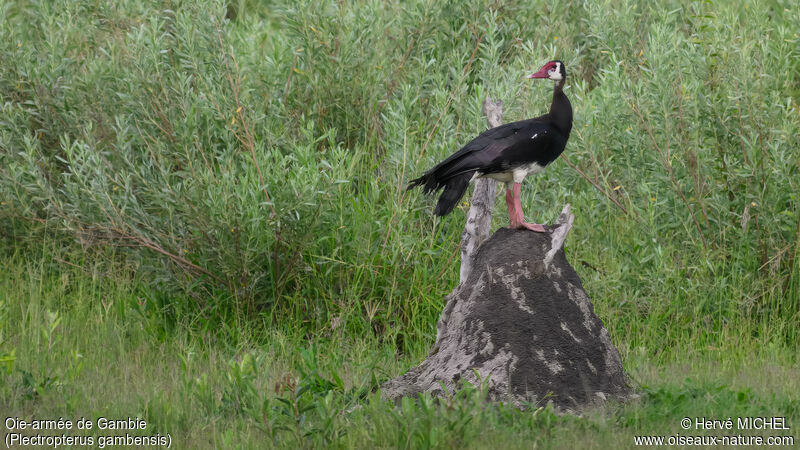 Spur-winged Goose