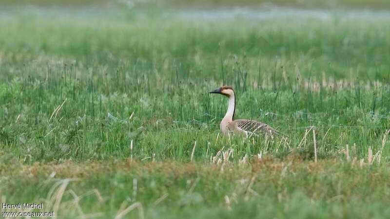 Swan Gooseadult, identification