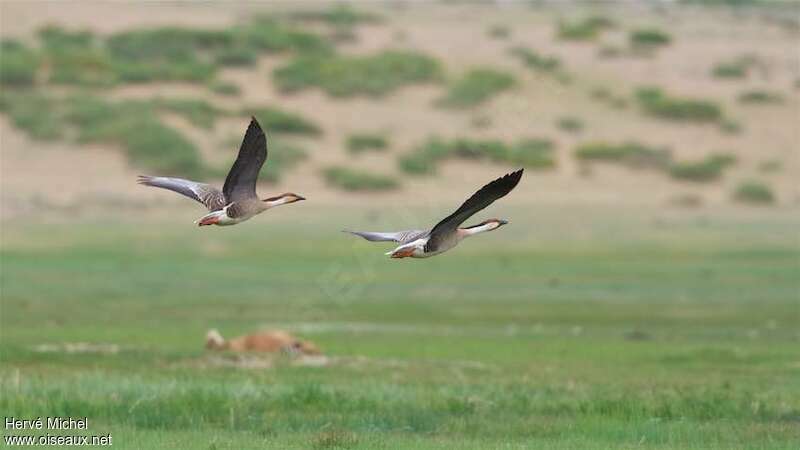 Swan Gooseadult, habitat, Flight