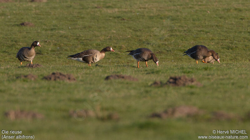 Greater White-fronted Goose