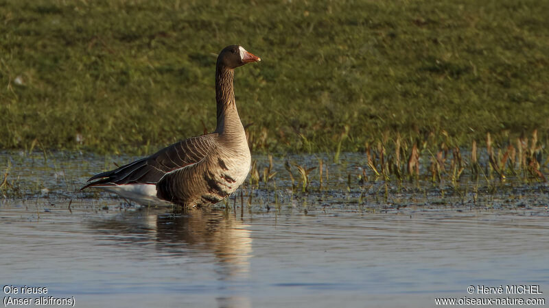 Greater White-fronted Gooseadult