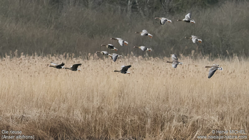 Greater White-fronted Goose