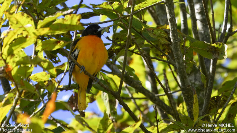 Baltimore Oriole male adult