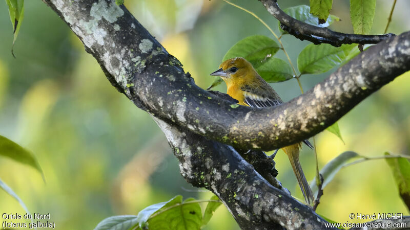 Baltimore Orioleimmature