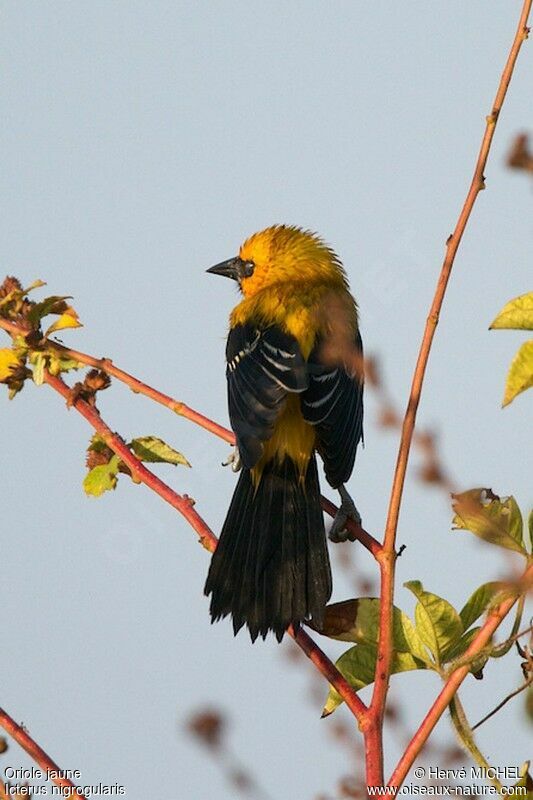 Yellow Oriole, identification