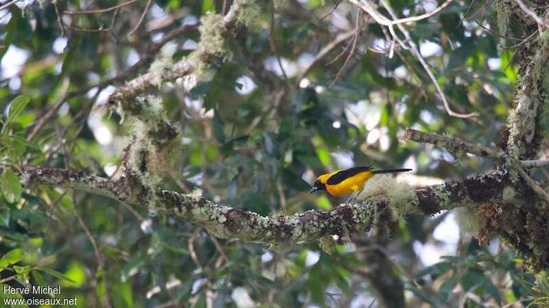 Yellow-backed Orioleadult, habitat