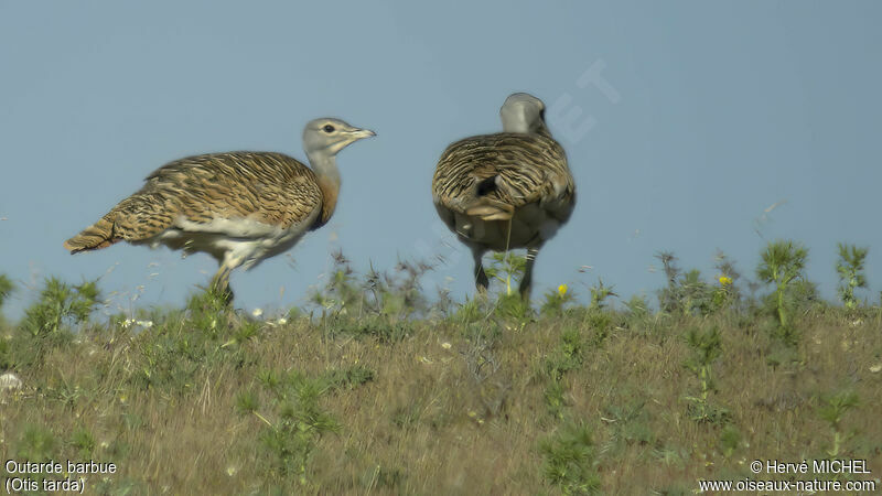 Great Bustard