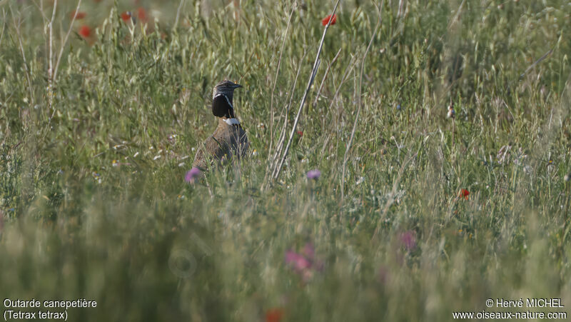 Outarde canepetière mâle adulte, identification