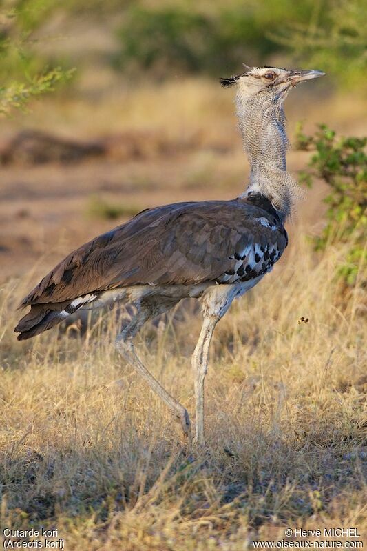 Kori Bustard