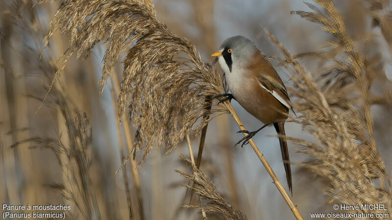 Bearded Reedling male adult breeding