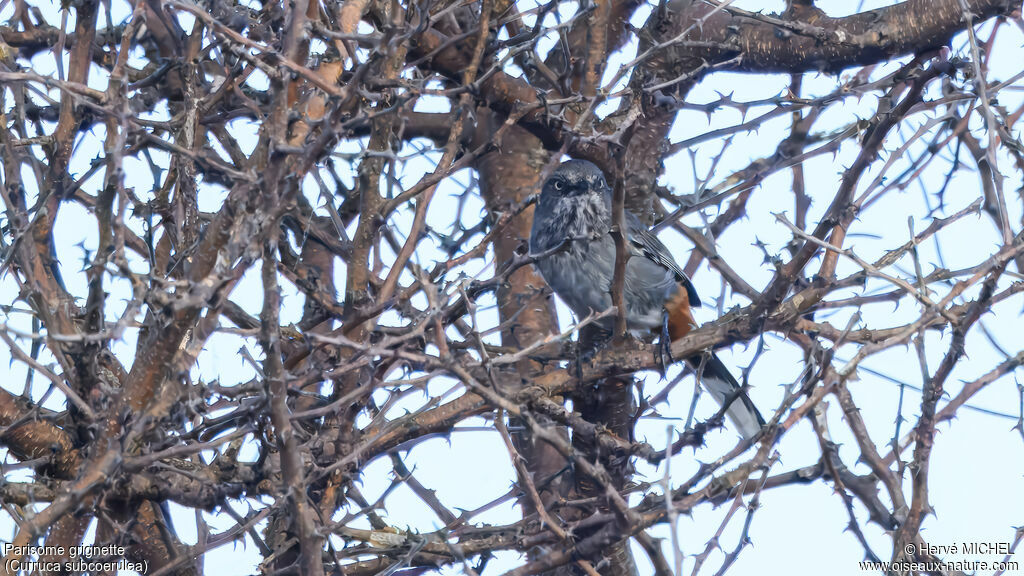 Parisome grignette - Fauvette grignette<br /> mâle adulte