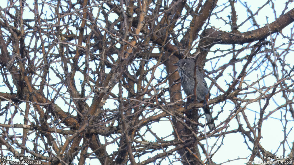 Parisome grignette - Fauvette grignette<br />