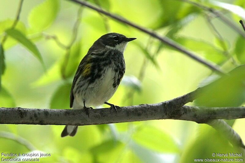 Myrtle Warbler male adult breeding