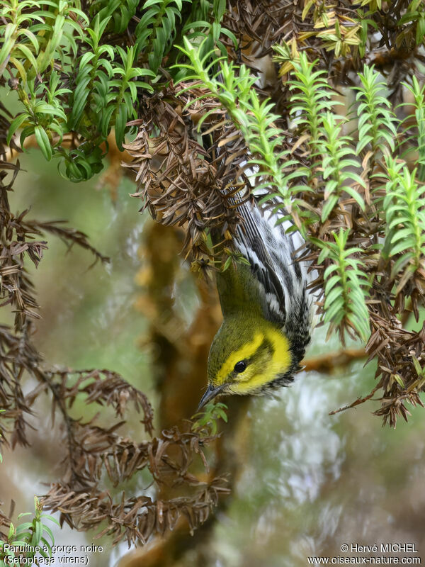 Black-throated Green Warbler