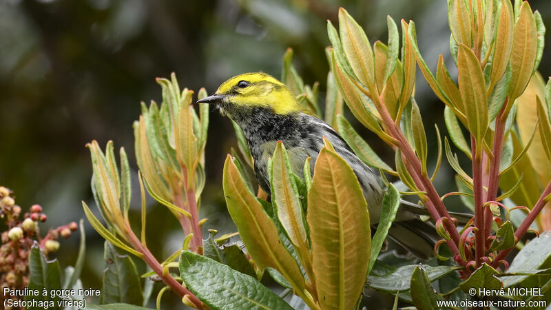 Black-throated Green Warbler