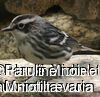 Black-and-white Warbler