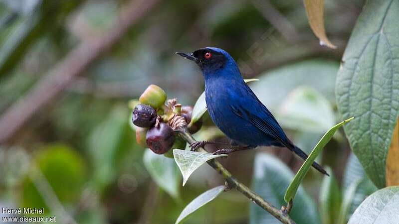 Masked Flowerpierceradult, identification