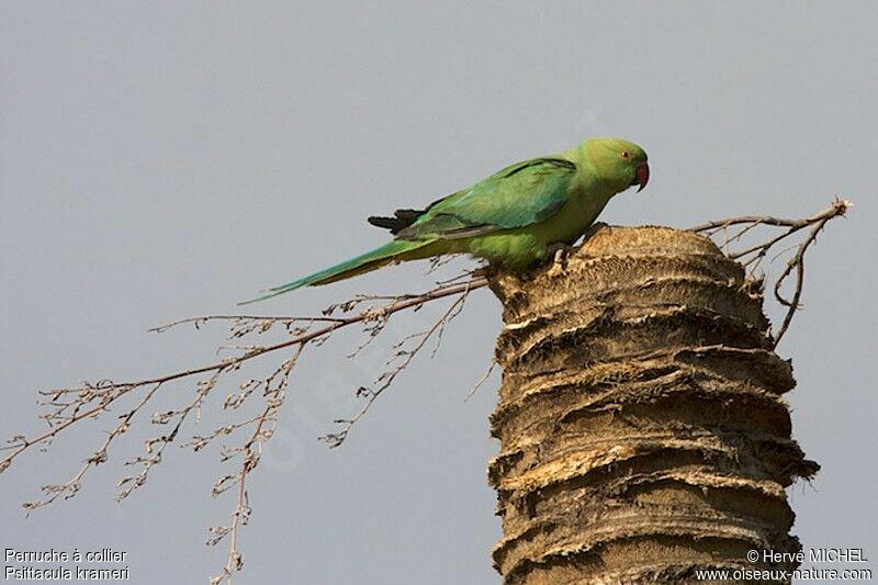 Rose-ringed Parakeetadult, identification