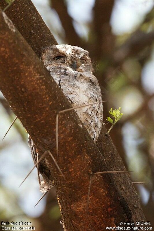 African Scops Owl