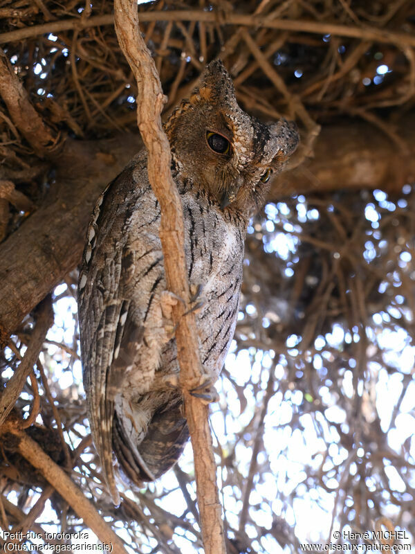 Torotoroka Scops Owl