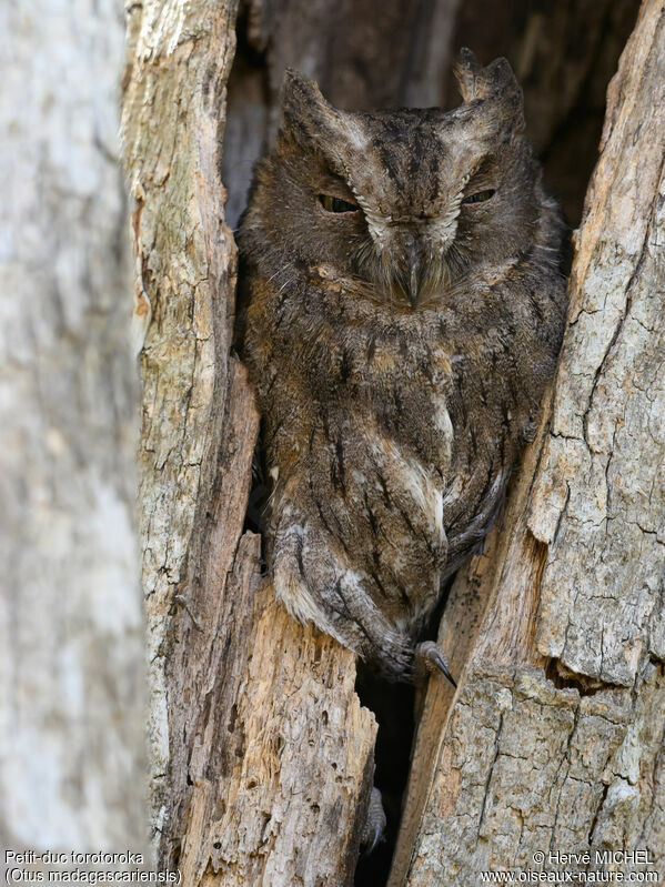 Torotoroka Scops Owl