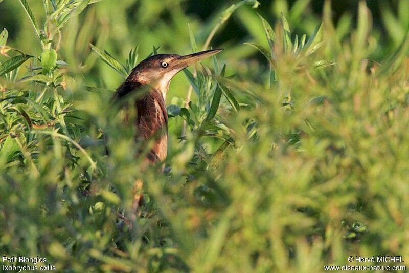 Least Bittern, identification