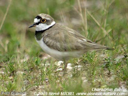 Little Ringed Plover