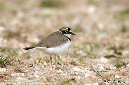 Little Ringed Ploveradult breeding