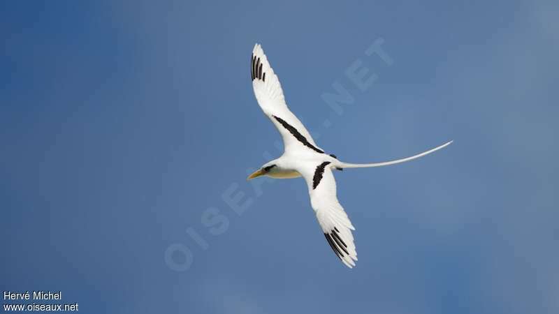 White-tailed Tropicbirdadult, Flight