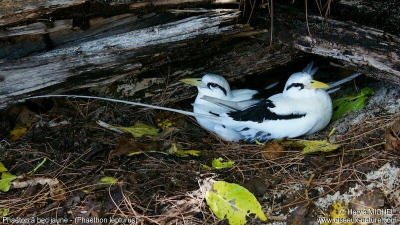 White-tailed Tropicbird 