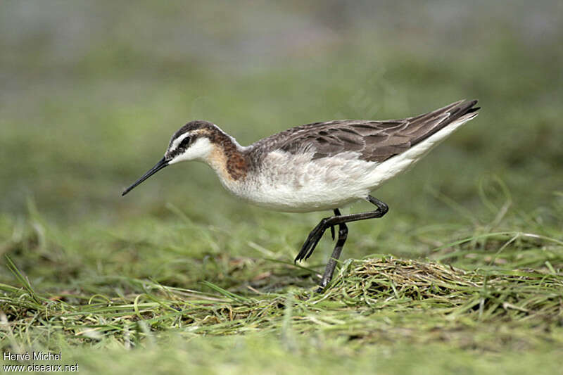 Wilson's Phalarope male adult breeding