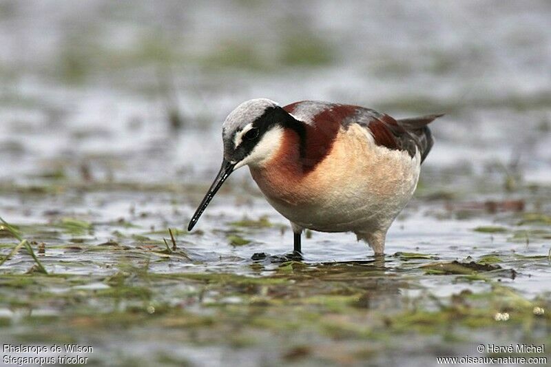 Wilson's Phalarope female adult breeding