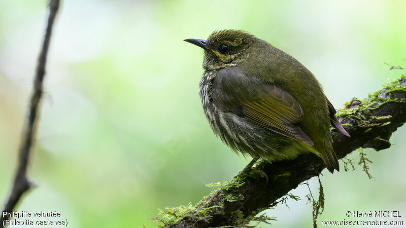 Velvet Asity female adult