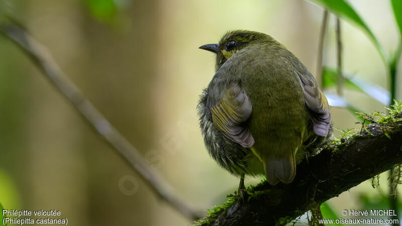 Velvet Asity female