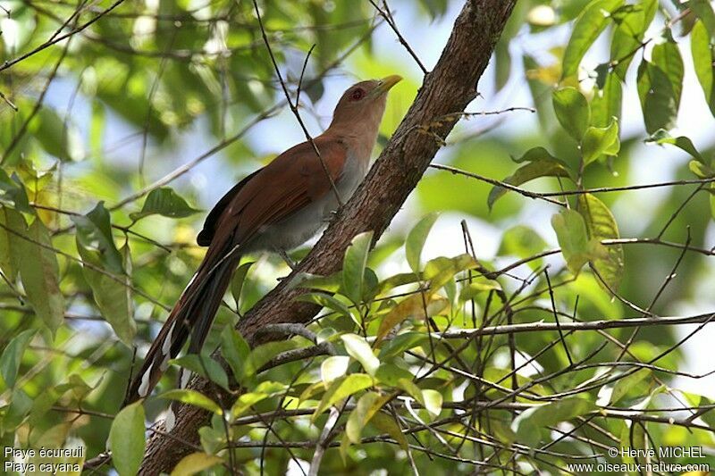 Piaye écureuiladulte, identification