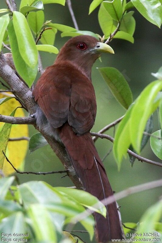 Piaye écureuiladulte, identification