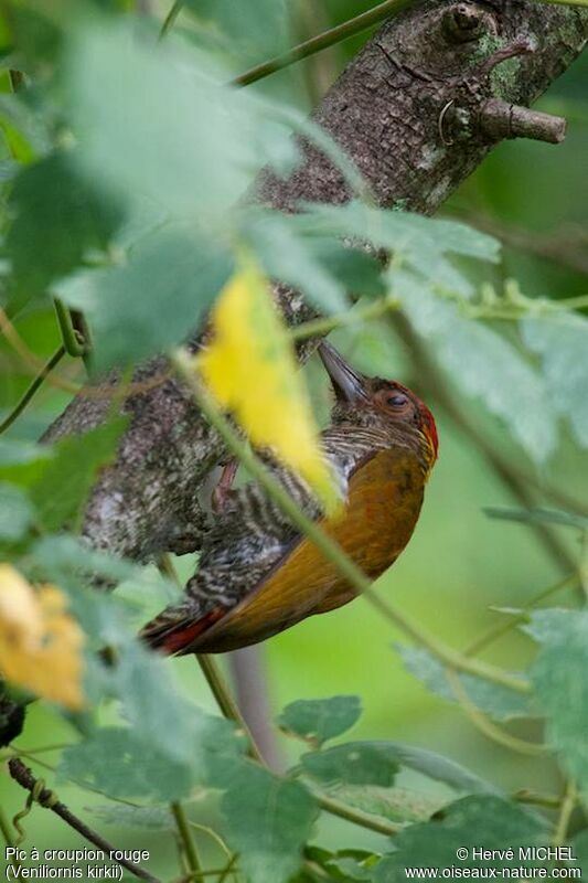 Red-rumped Woodpecker