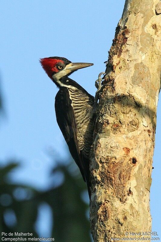 Pic de Malherbe femelle adulte, identification