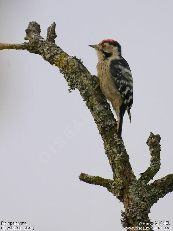 Lesser Spotted Woodpecker