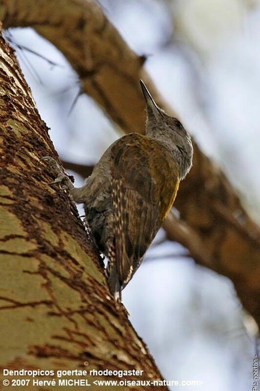 African Grey Woodpecker female adult