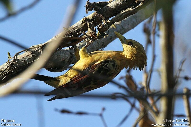 Pic jaune femelle adulte, identification