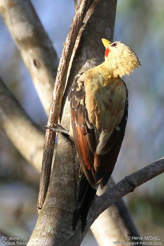 Pic jaune mâle adulte, identification