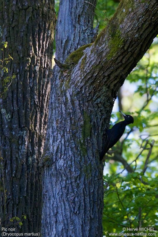 Black Woodpecker male adult