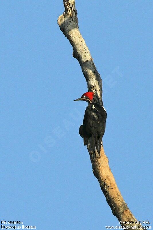 Lineated Woodpecker male adult, identification