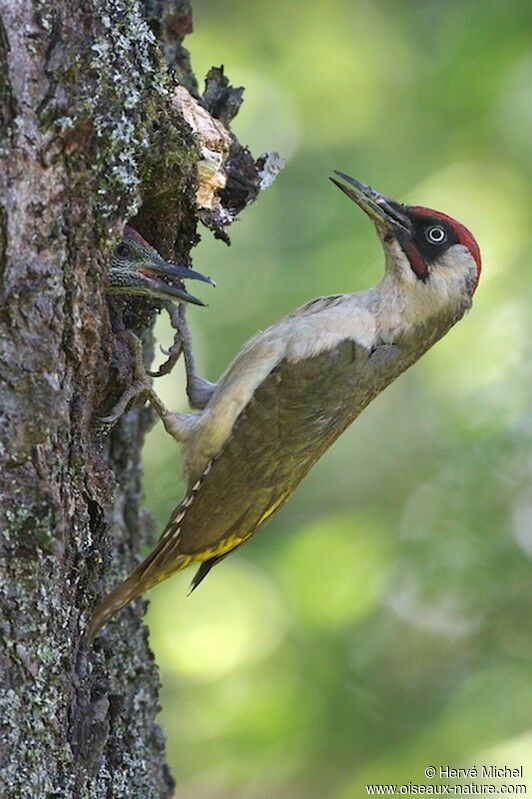 European Green Woodpecker