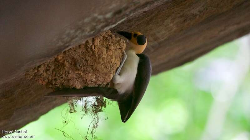 White-necked Rockfowladult, Reproduction-nesting