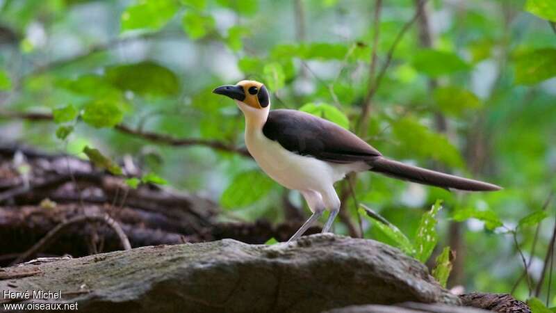 White-necked Rockfowl, identification